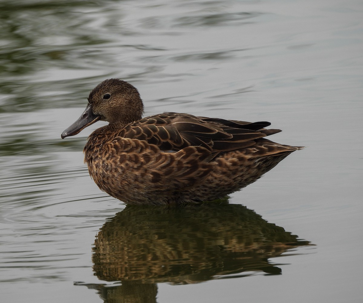 Cinnamon Teal - ML645974205