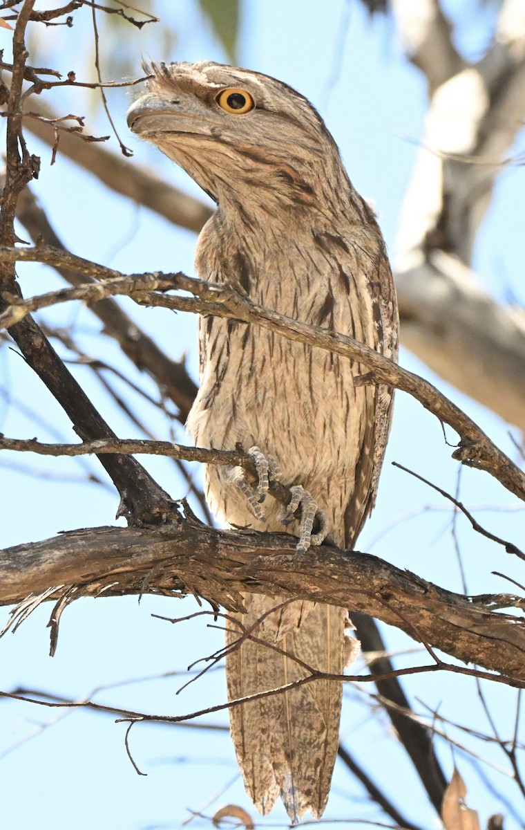 Tawny Frogmouth - ML645974207