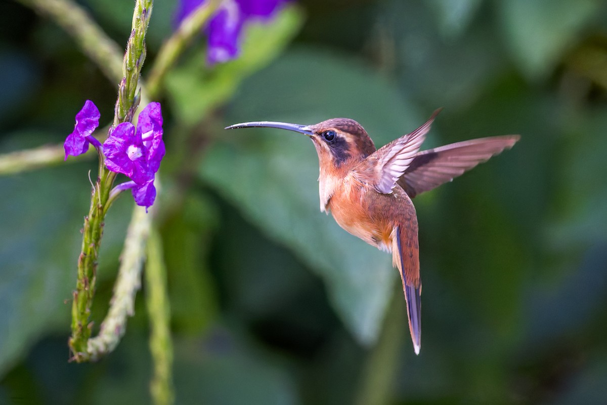 Stripe-throated Hermit - ML645974216