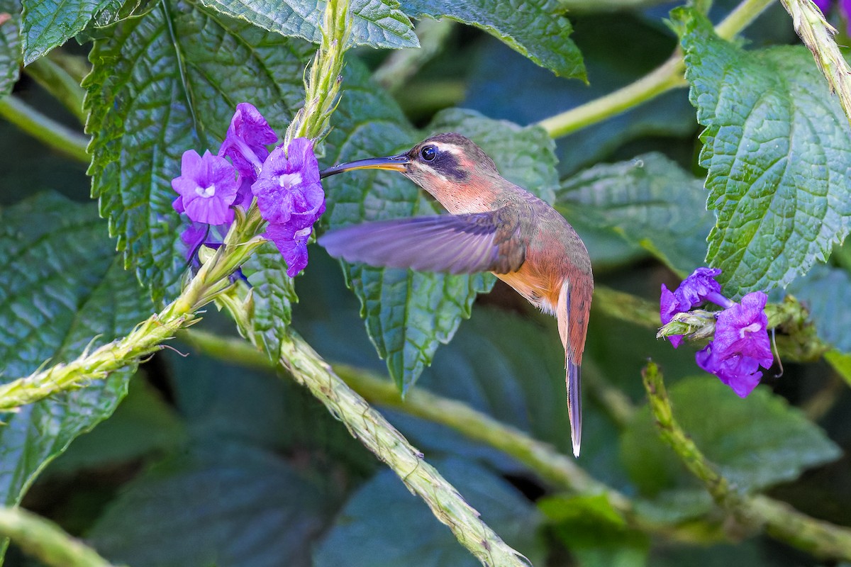 Stripe-throated Hermit - ML645974217