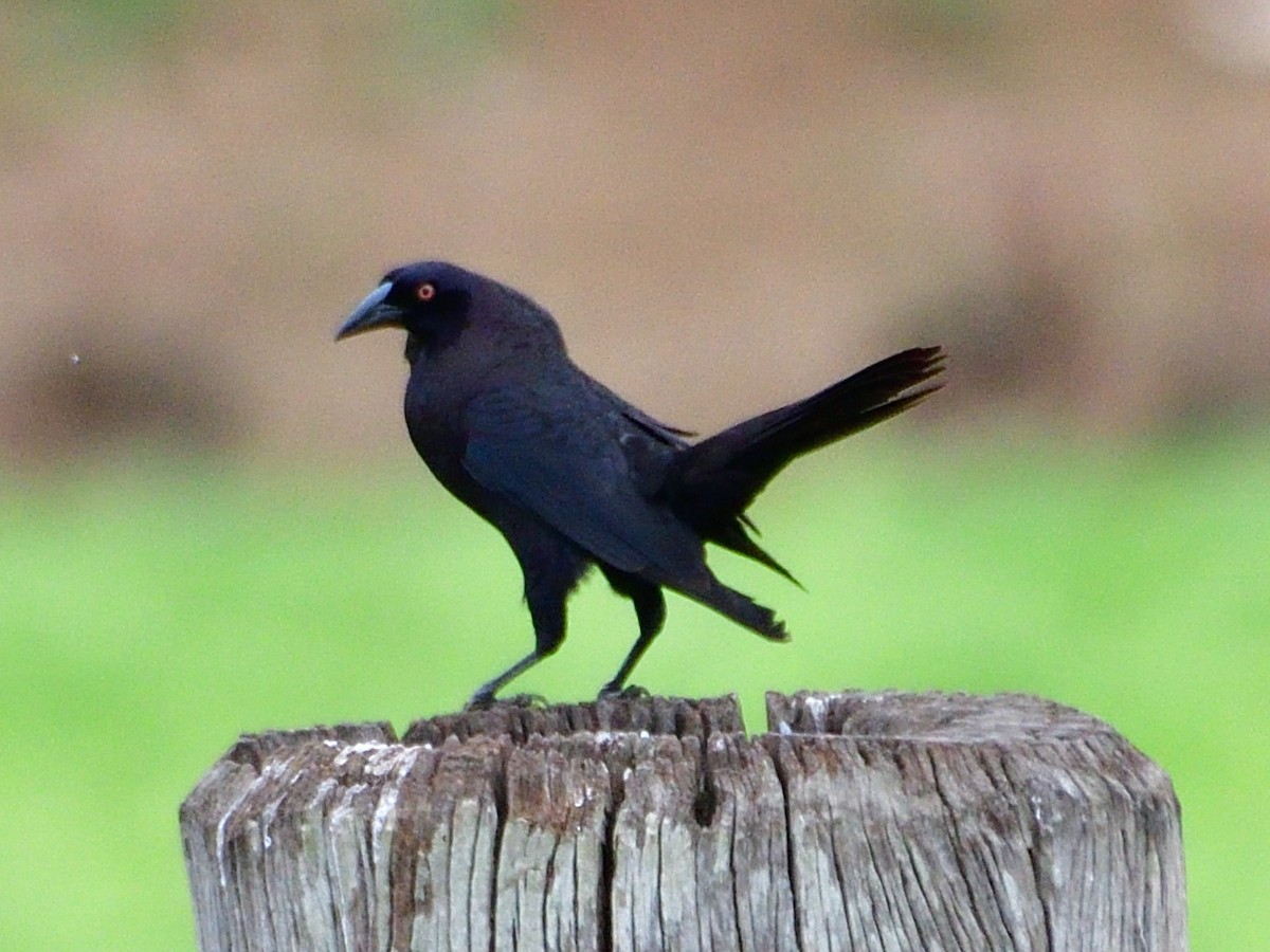Giant Cowbird - ML645974219