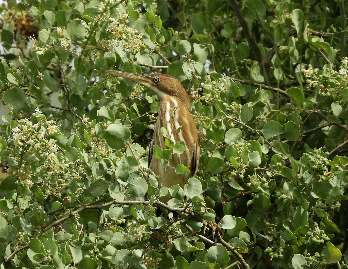 Least Bittern - ML645974220