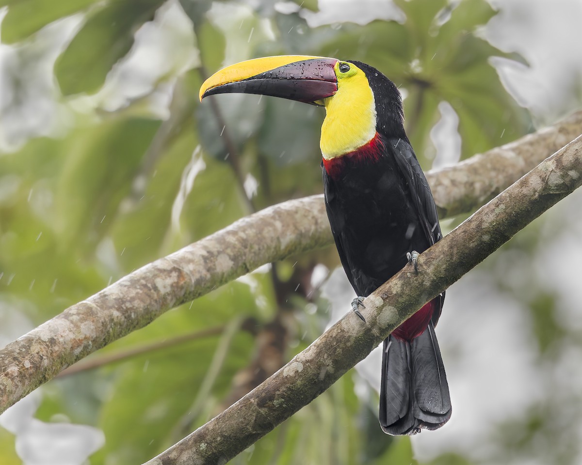 Yellow-throated Toucan - ML645974222