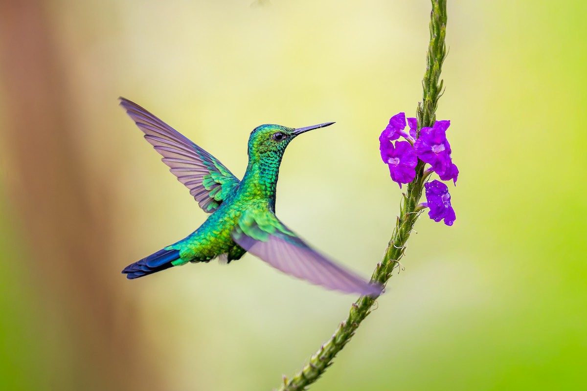 Garden Emerald - ML645974223