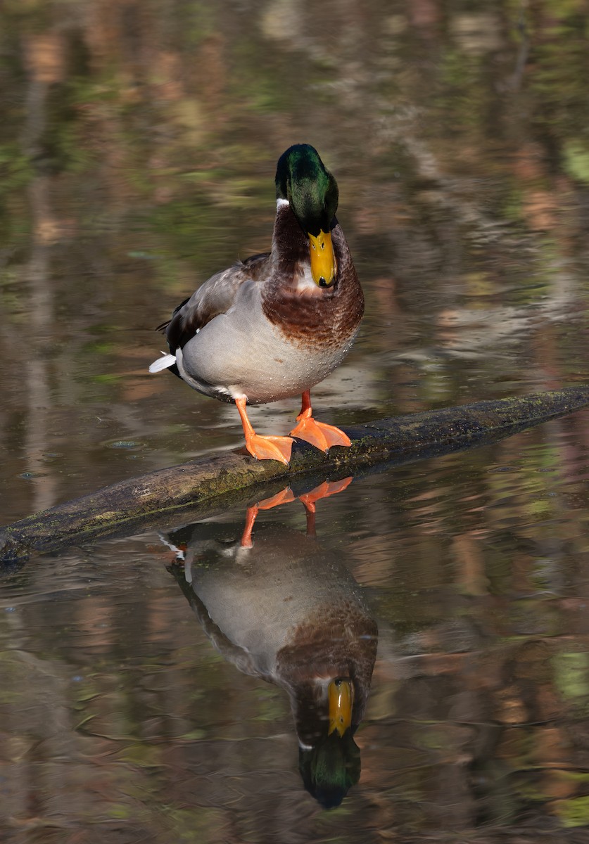 綠頭鴨 - ML645974224