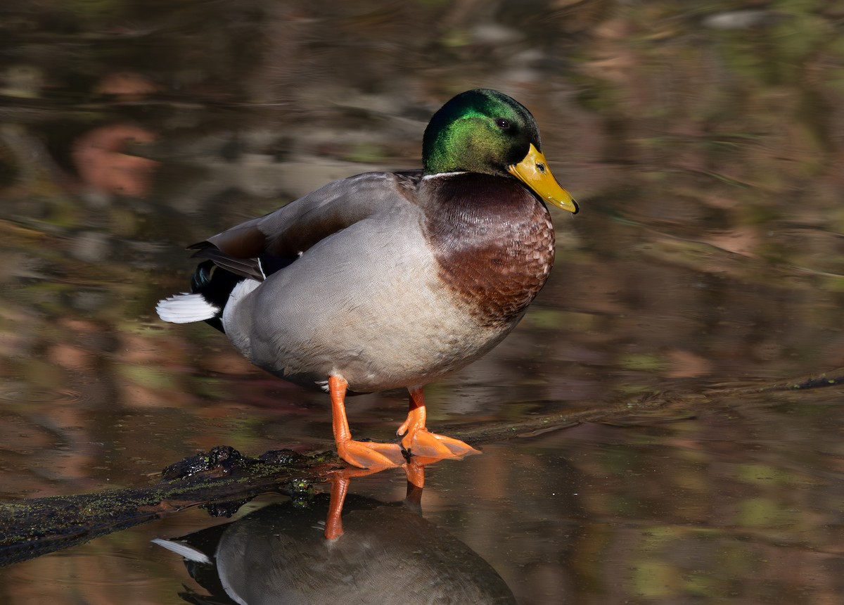 綠頭鴨 - ML645974225