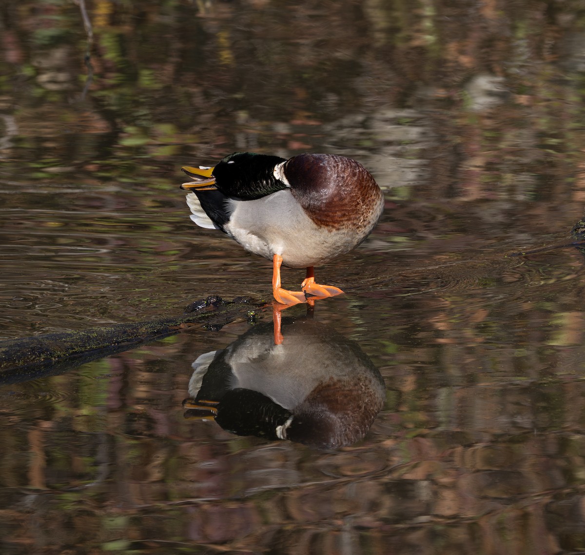 綠頭鴨 - ML645974228