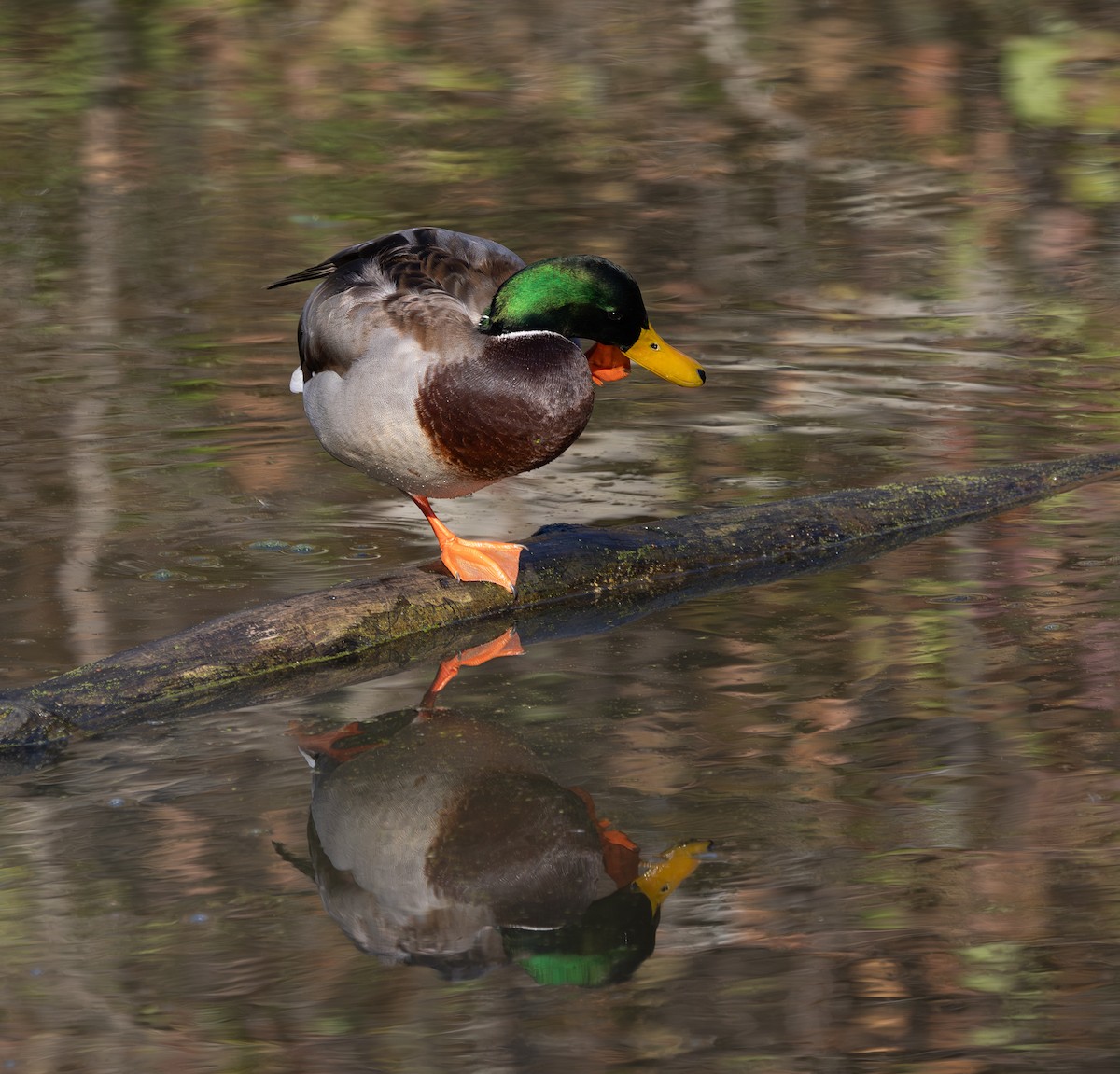 綠頭鴨 - ML645974230