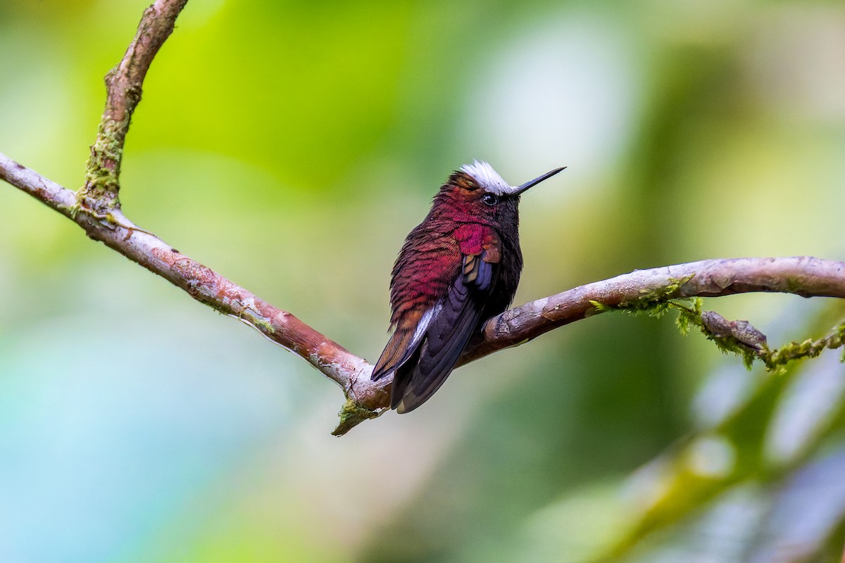 Snowcap - ML645974232