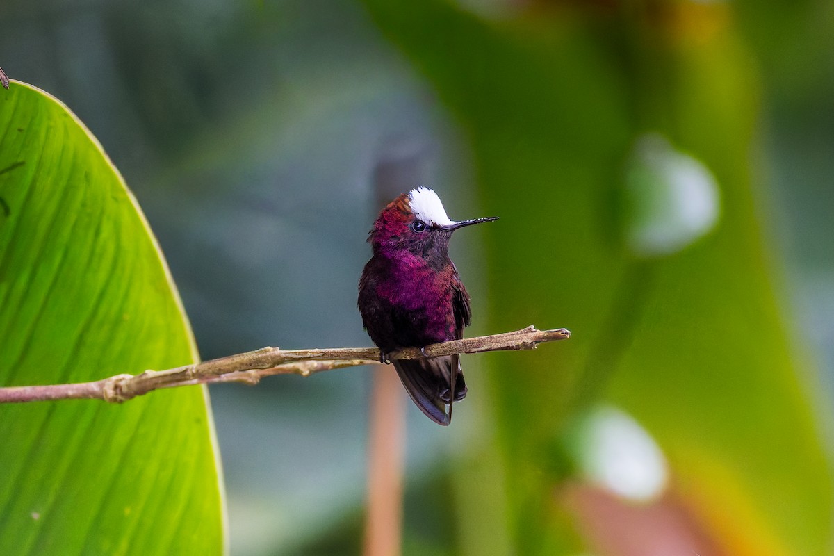 Snowcap - ML645974233