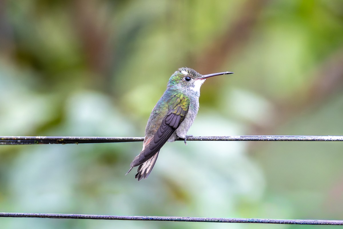 Rufous-tailed Hummingbird - ML645974234