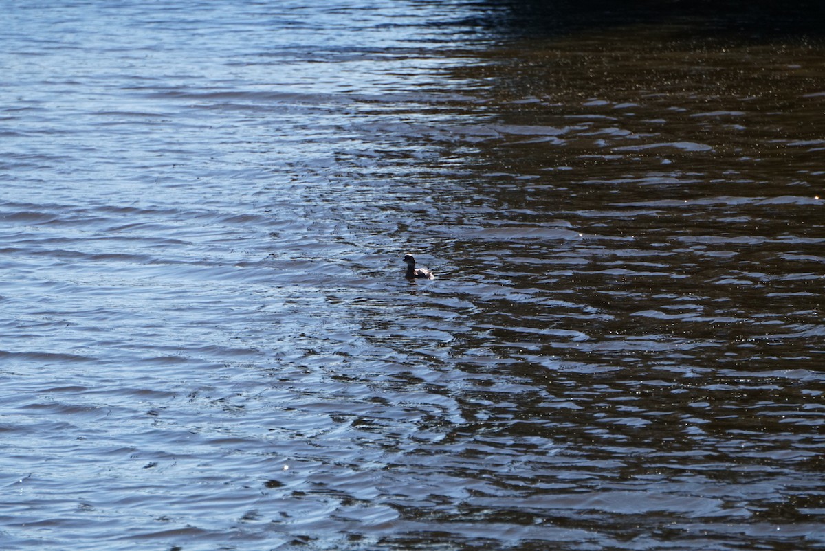 Pied-billed Grebe - ML645974235