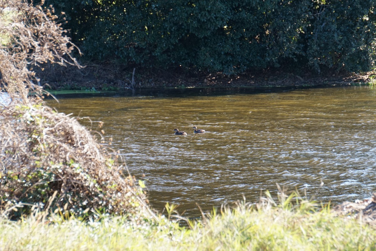 Pied-billed Grebe - ML645974236