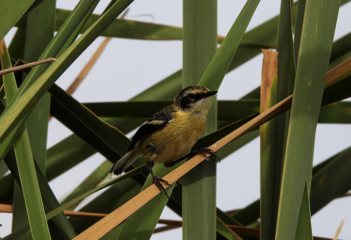 Many-colored Rush Tyrant - ML645974237