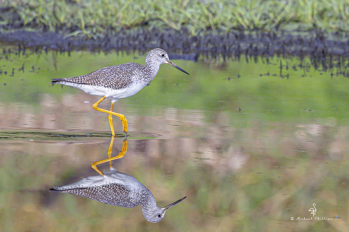 Greater Yellowlegs - ML645974239