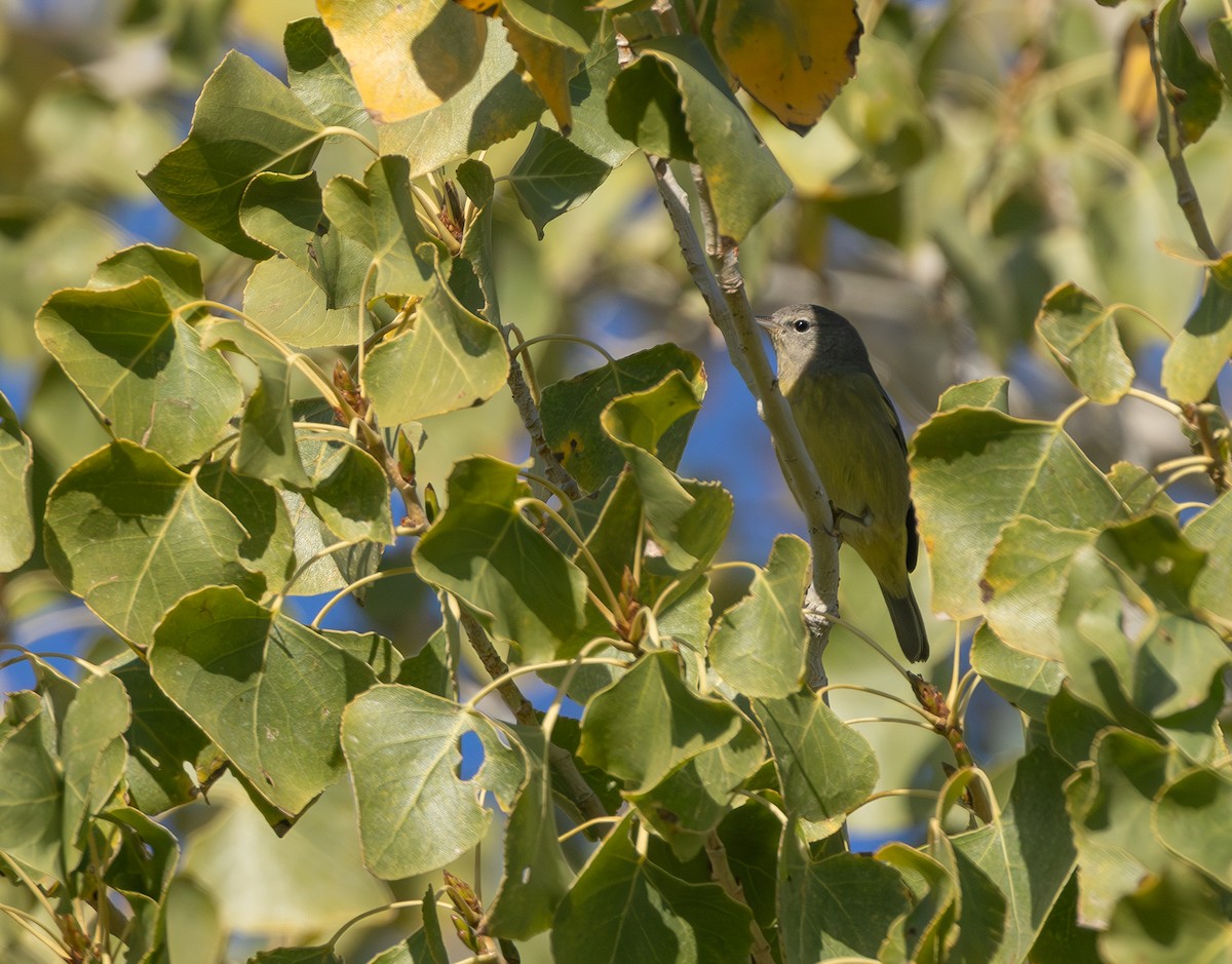 Orange-crowned Warbler - ML645974240