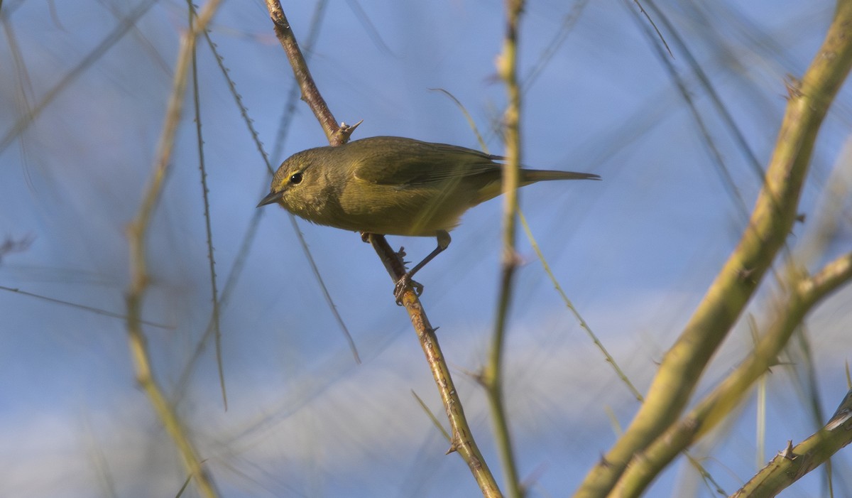 Orange-crowned Warbler - ML645974242