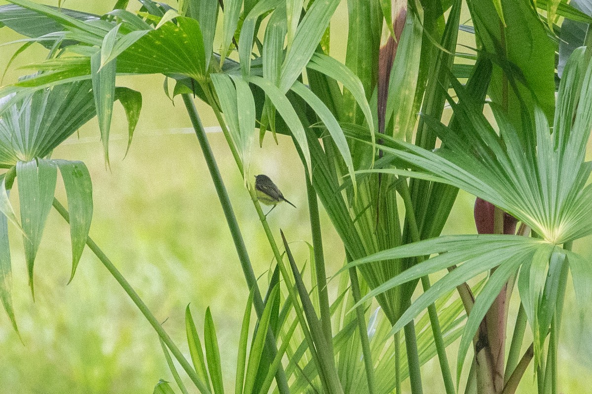 Common Tody-Flycatcher - ML645974243