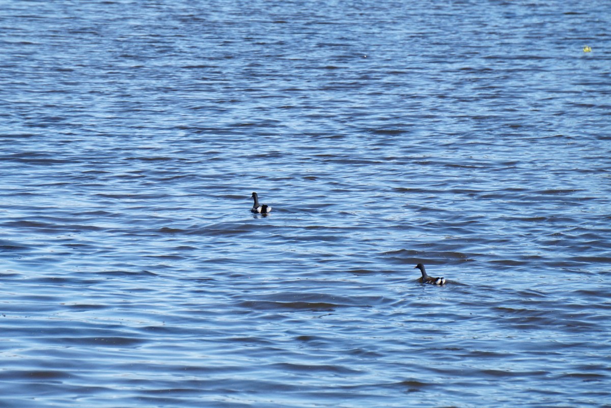Common Gallinule - ML645974244