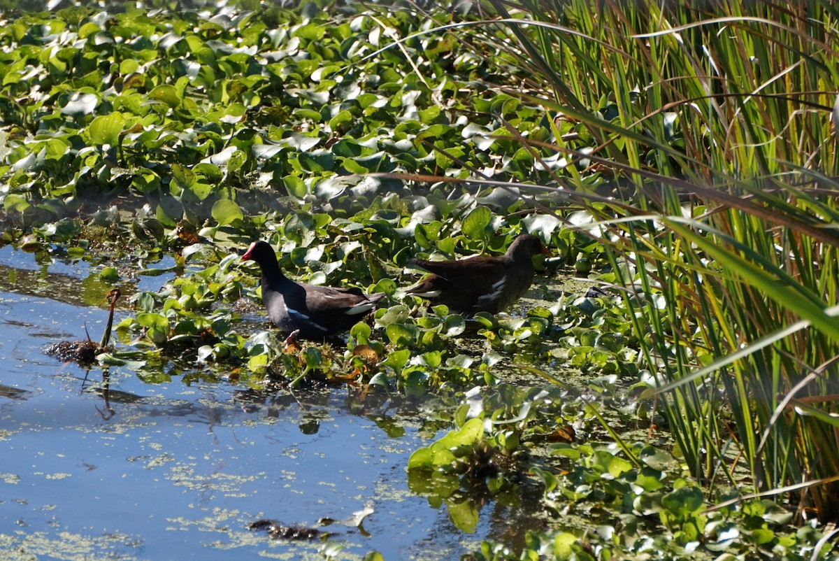 Common Gallinule - ML645974245