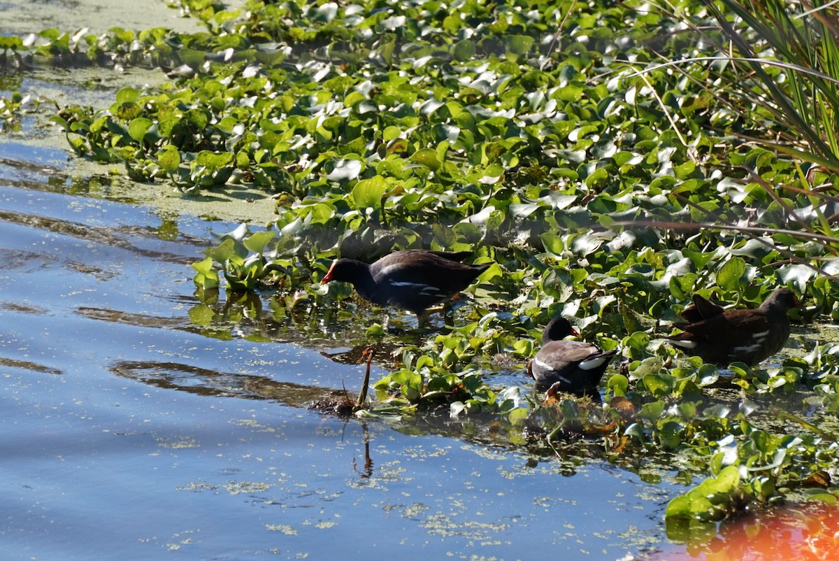 Common Gallinule - ML645974246