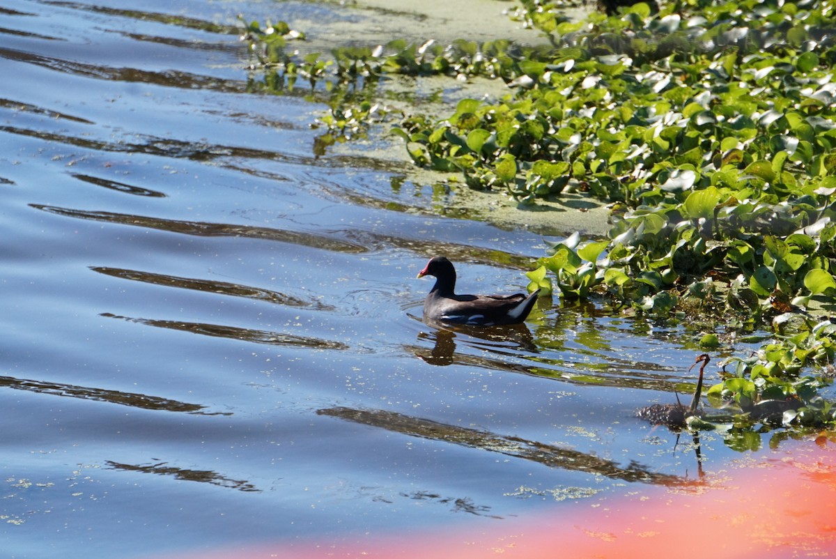 Common Gallinule - ML645974247