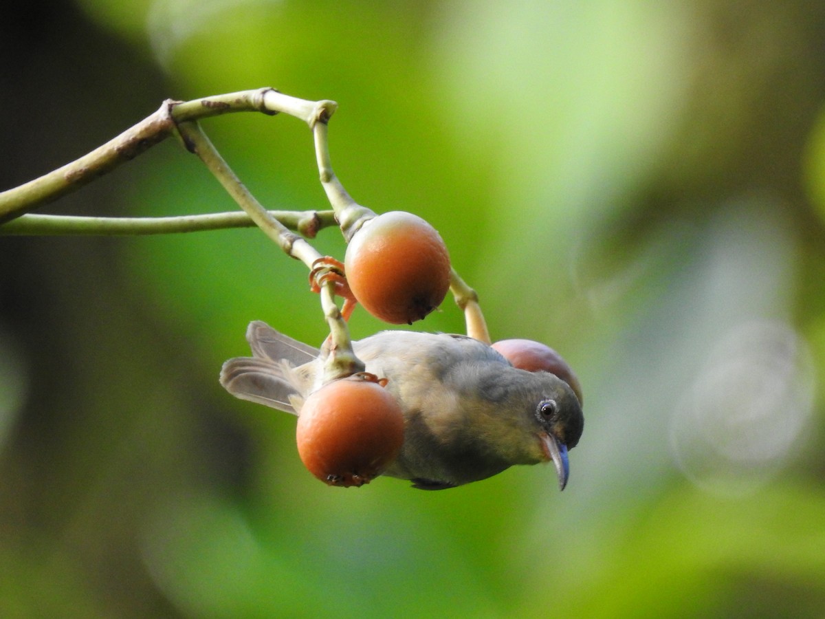 Long-billed White-eye - ML645974248
