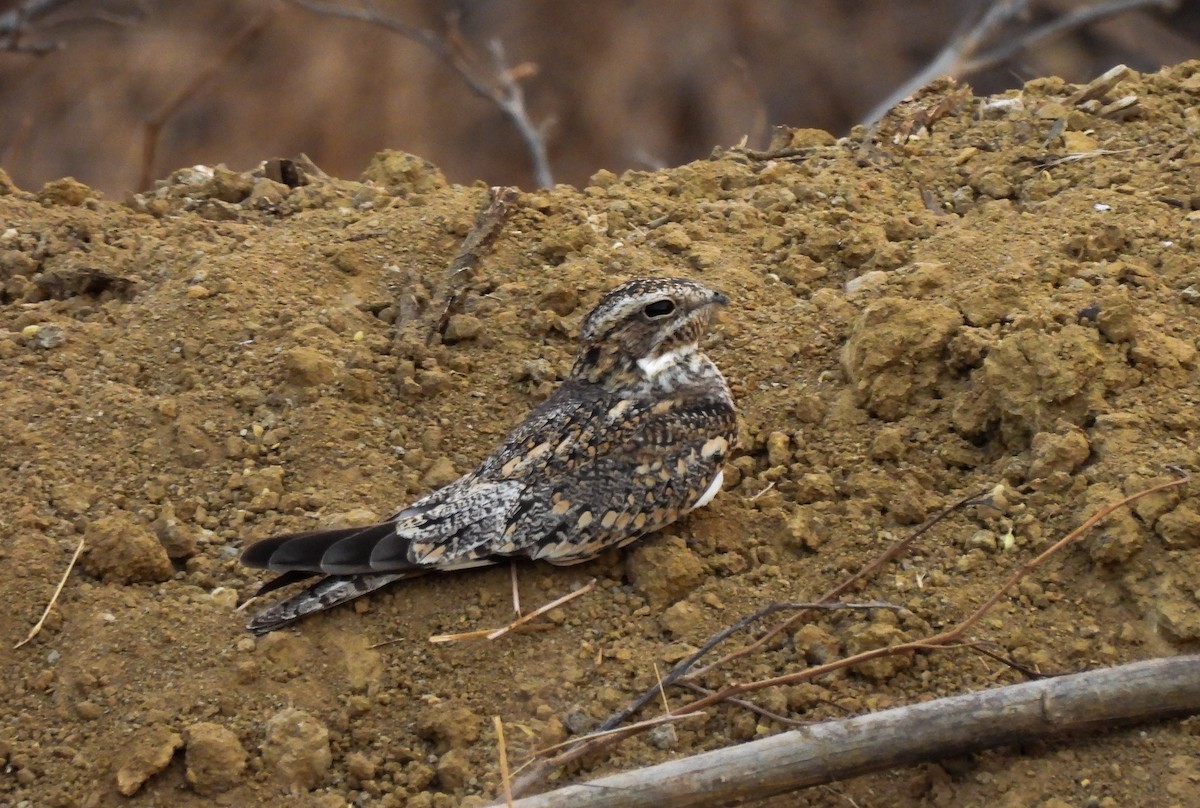 Lesser Nighthawk - ML645974253