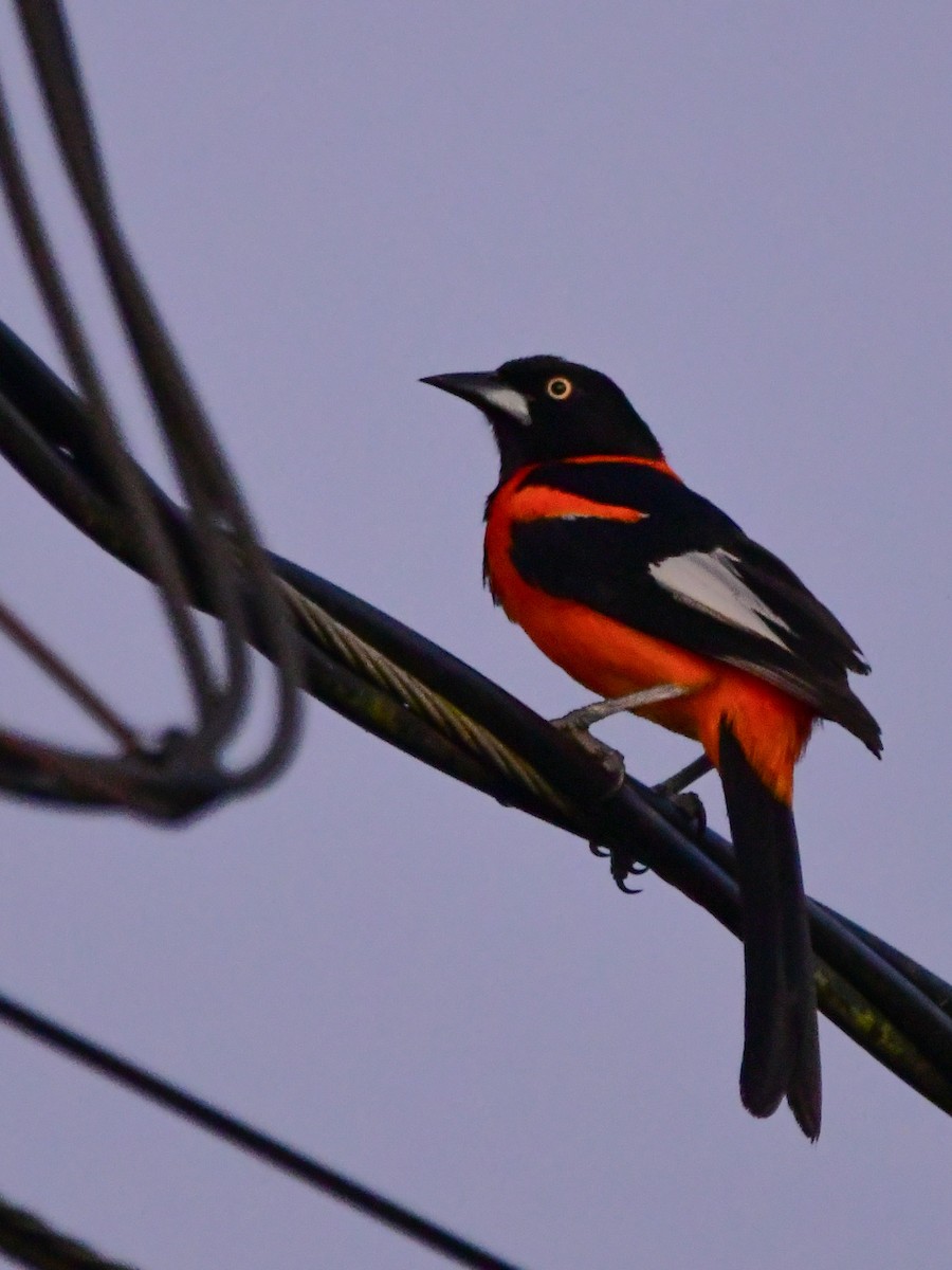 Campo Troupial - ML645974256