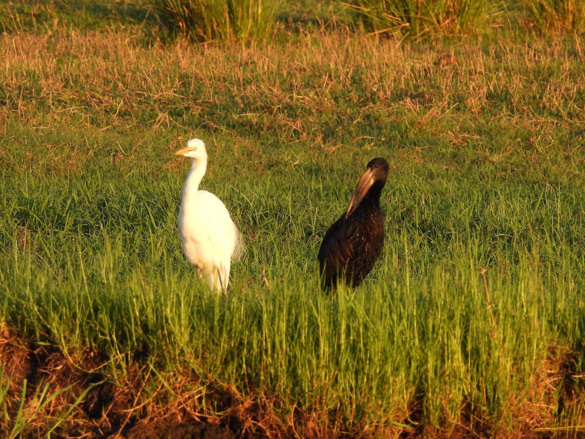 クロスキハシコウ - ML645974262