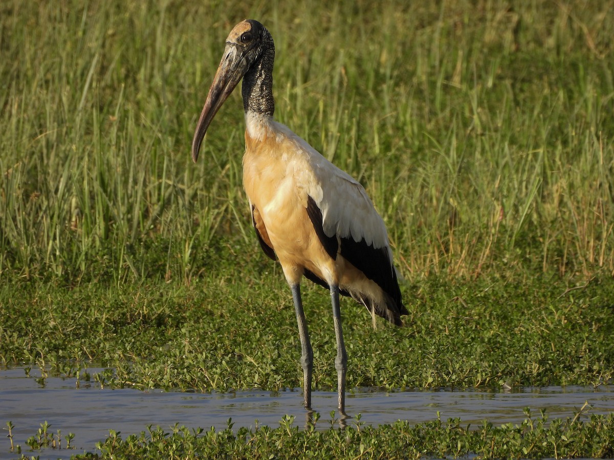 Wood Stork - ML645974263