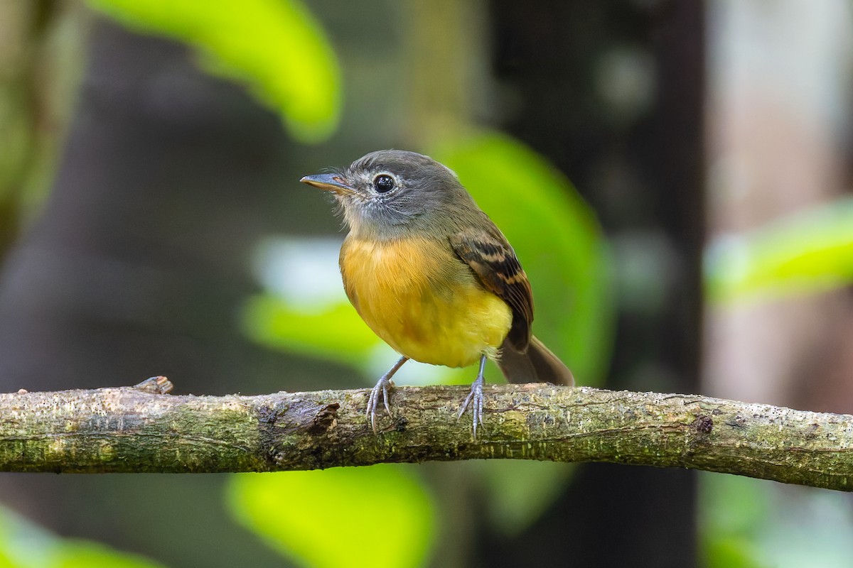 Tawny-chested Flycatcher - ML645974266