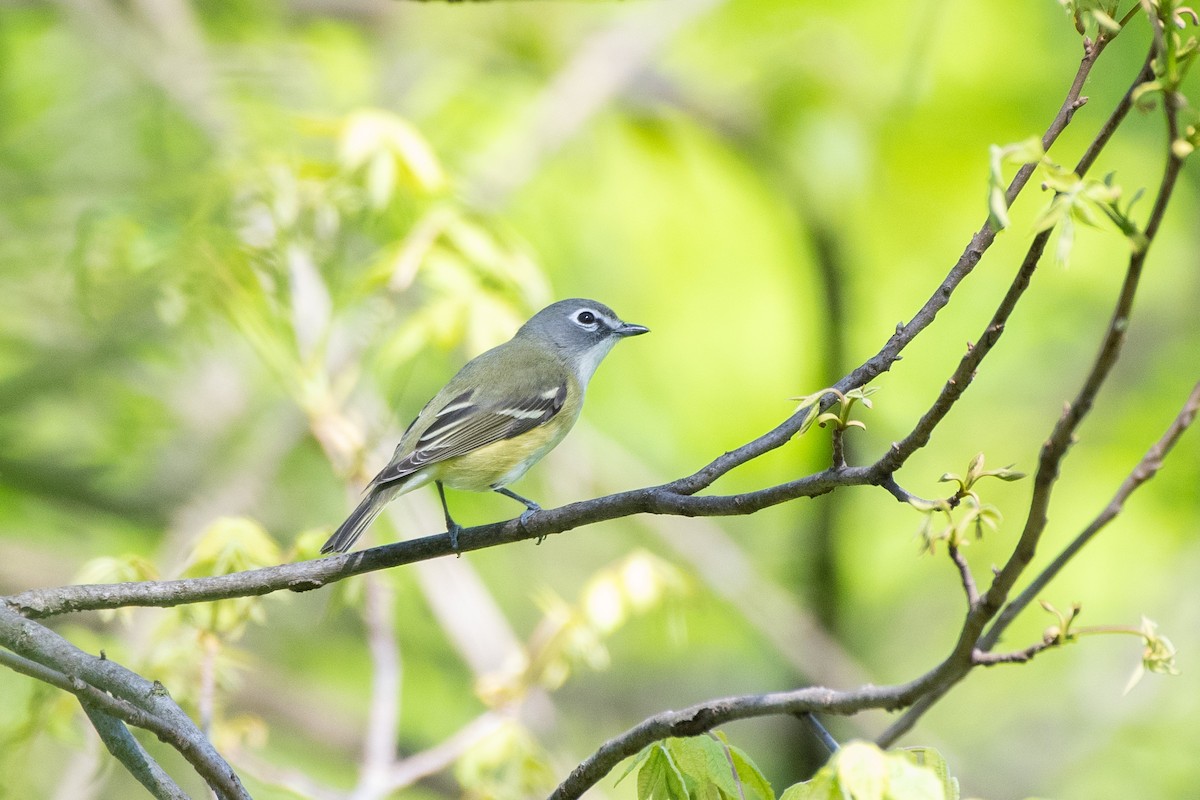 Blue-headed Vireo - ML645974281