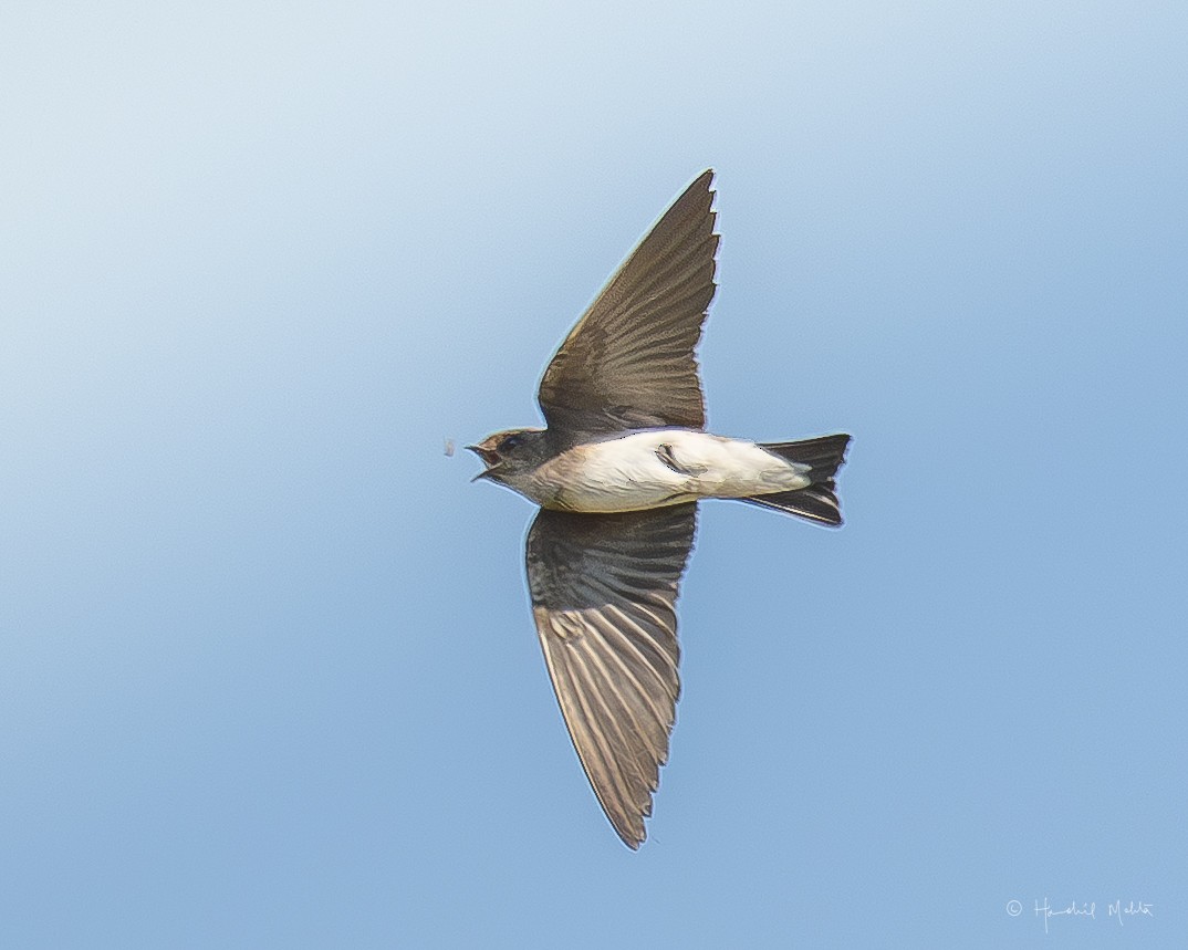 Gray-throated Martin - ML645974282