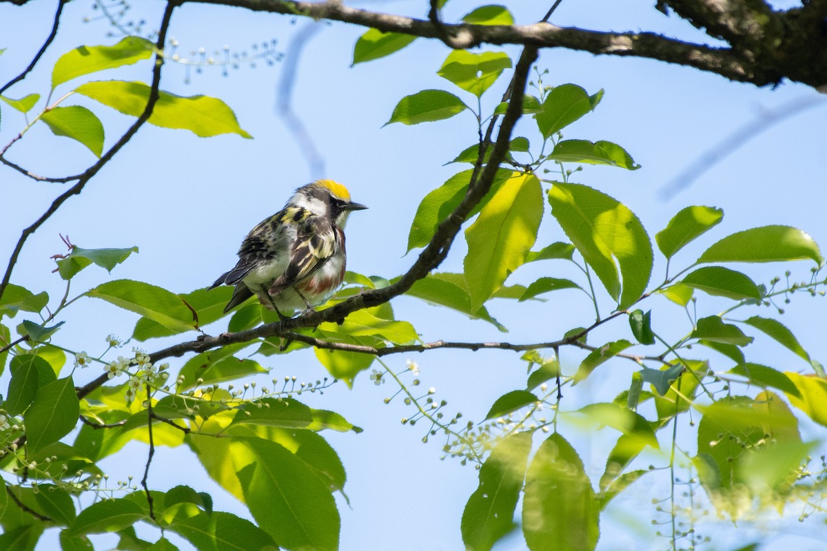 lesňáček rezavoboký - ML645974283