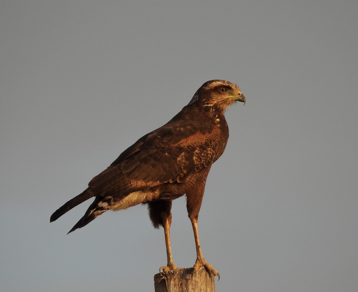 Саванный крабоед - ML645974284