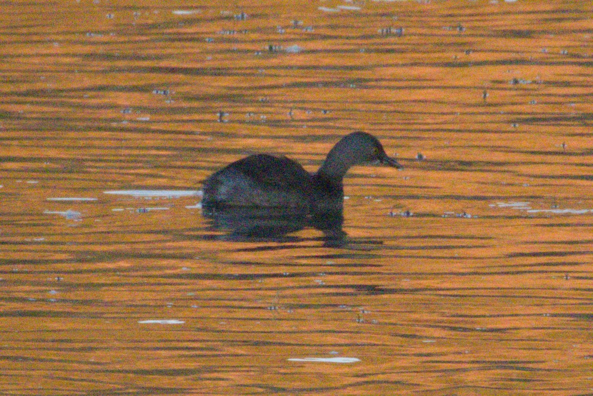 Least Grebe - ML645974285