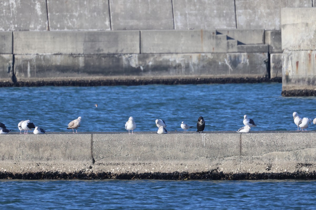 Common Gull - ML645974287