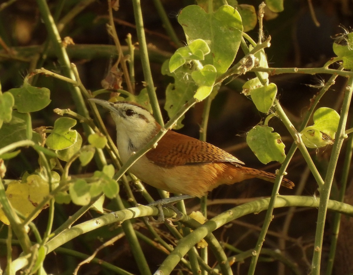 Superciliated Wren - ML645974293