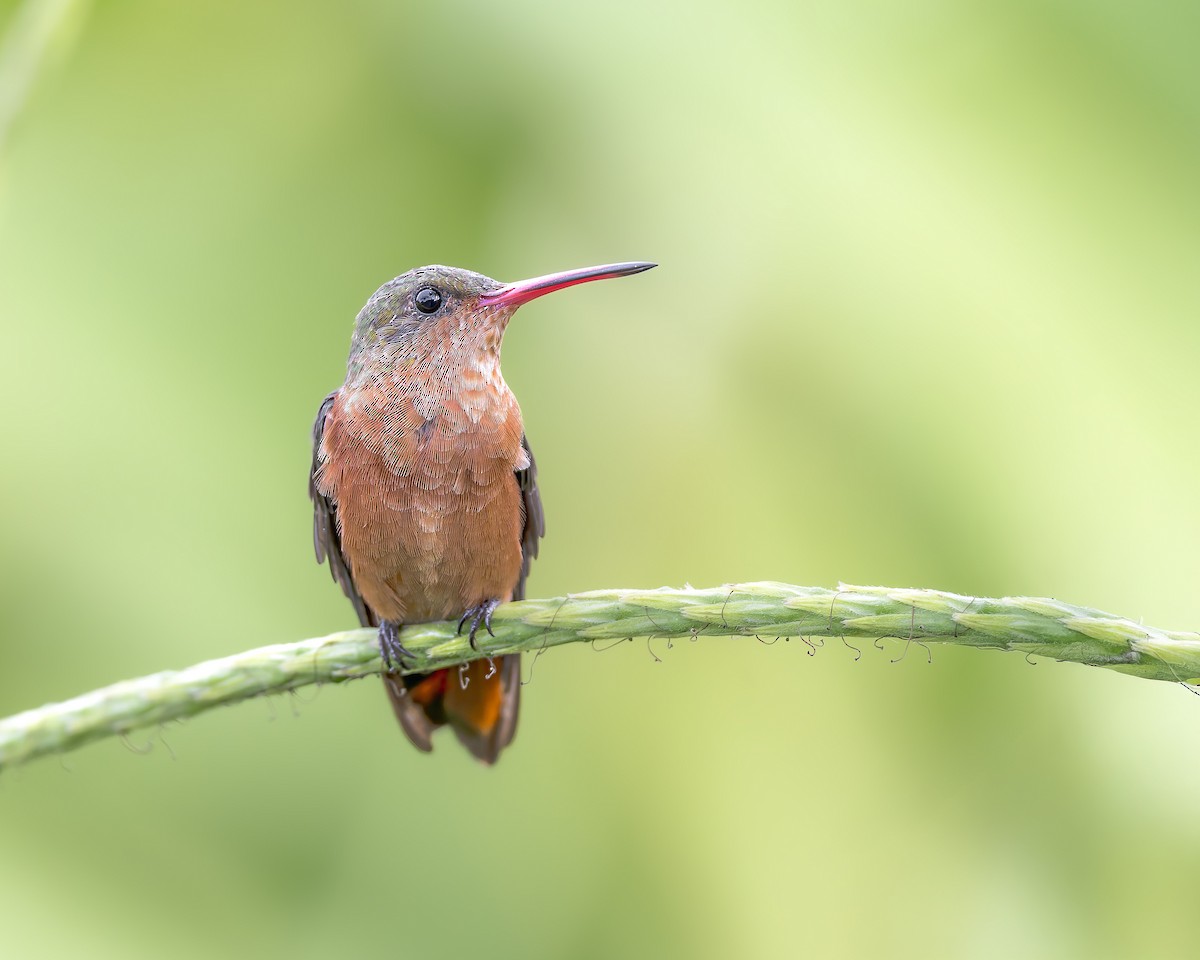 Cinnamon Hummingbird - ML645974306