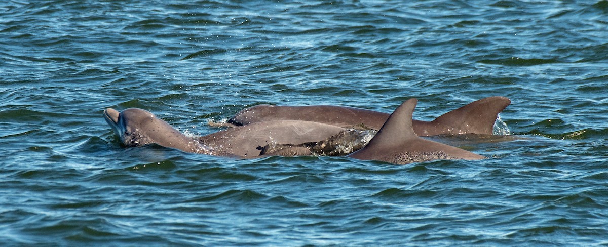 Mammals - ML645974307