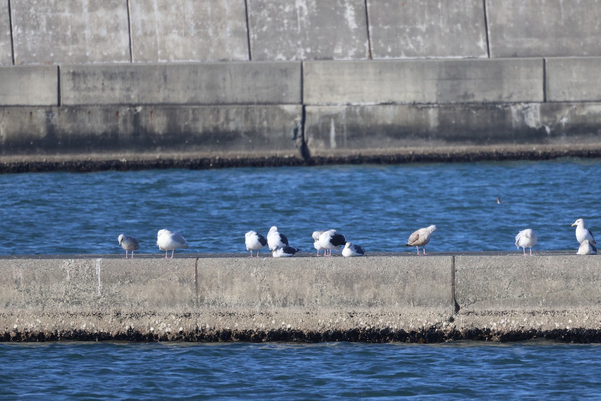 Slaty-backed Gull - ML645974308