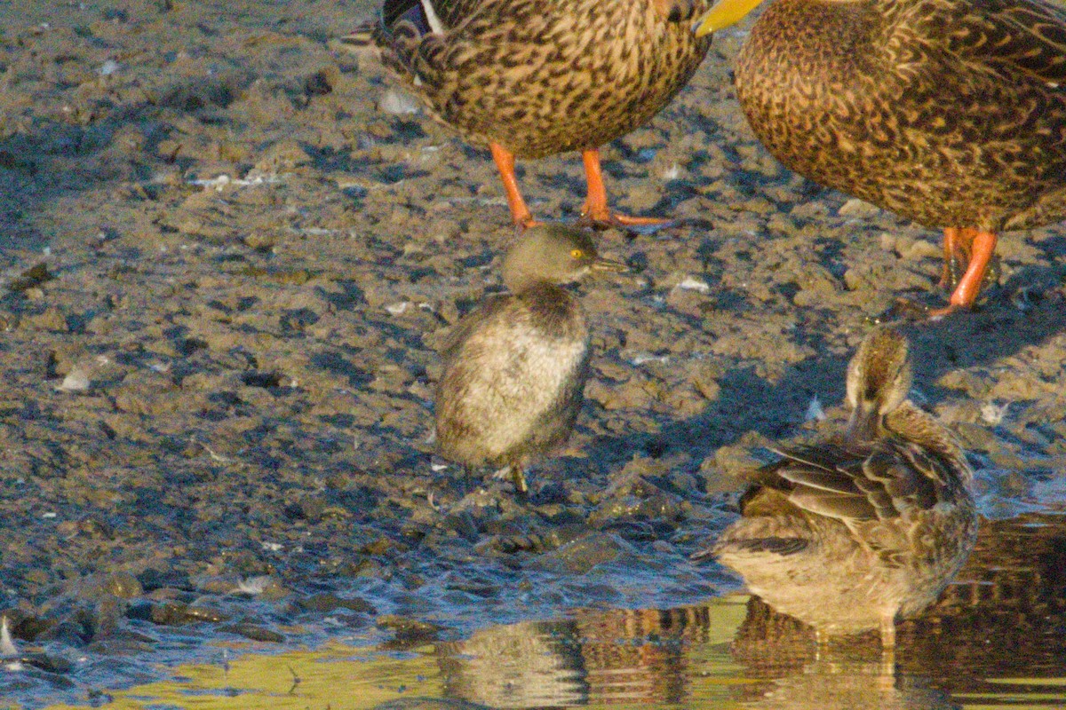 Least Grebe - ML645974316