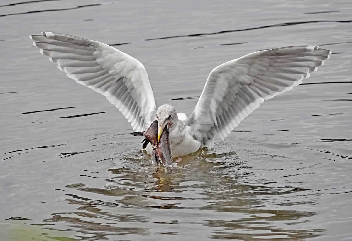 Мартиновий sp. - ML645974318