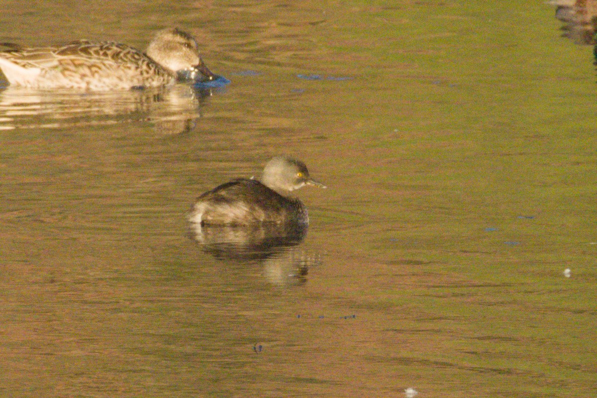 Least Grebe - ML645974324