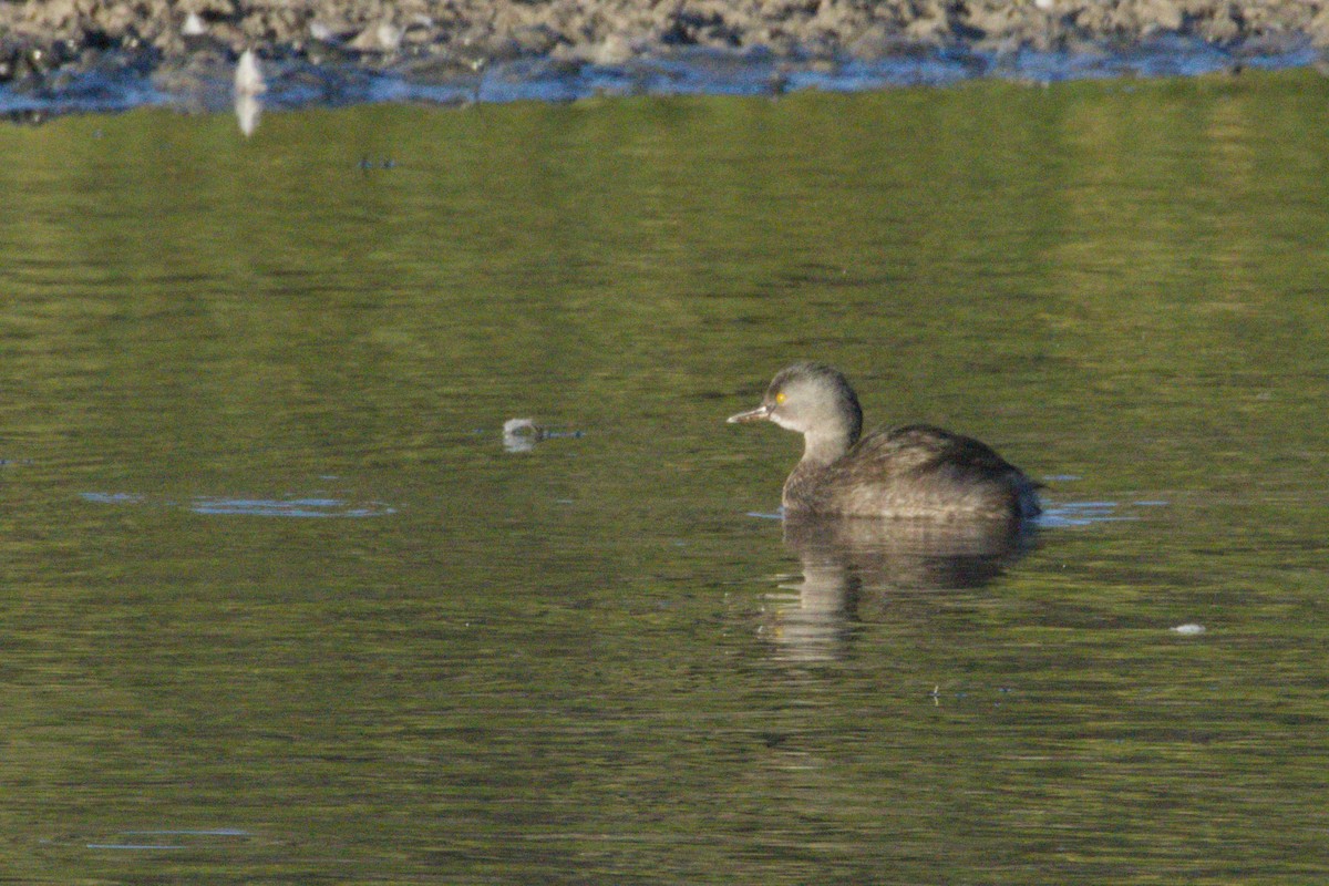 Least Grebe - ML645974325