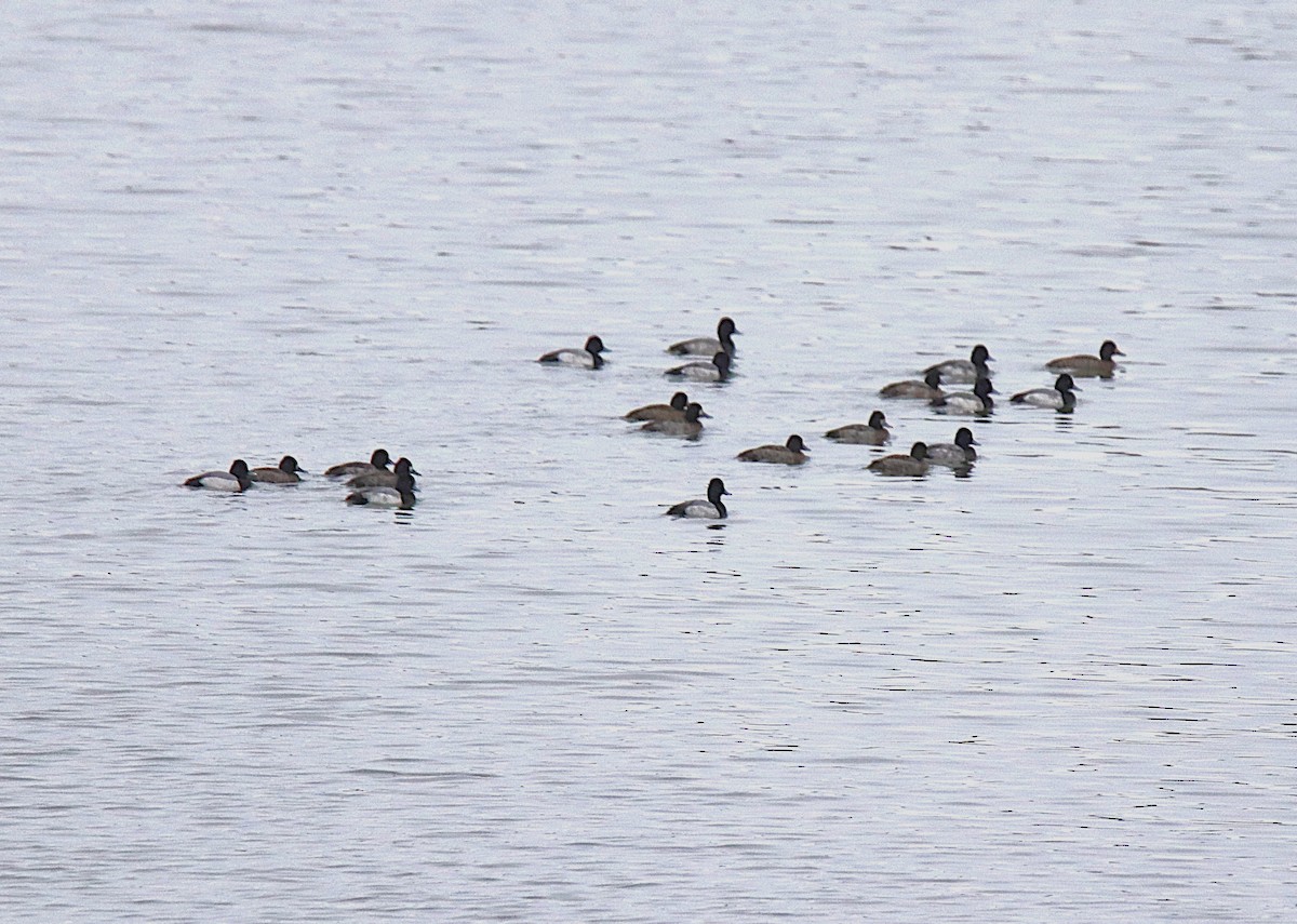 Lesser Scaup - ML645974329