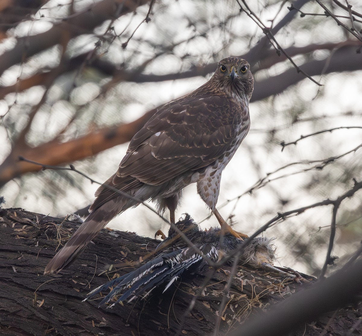 Cooper's Hawk - ML645974333