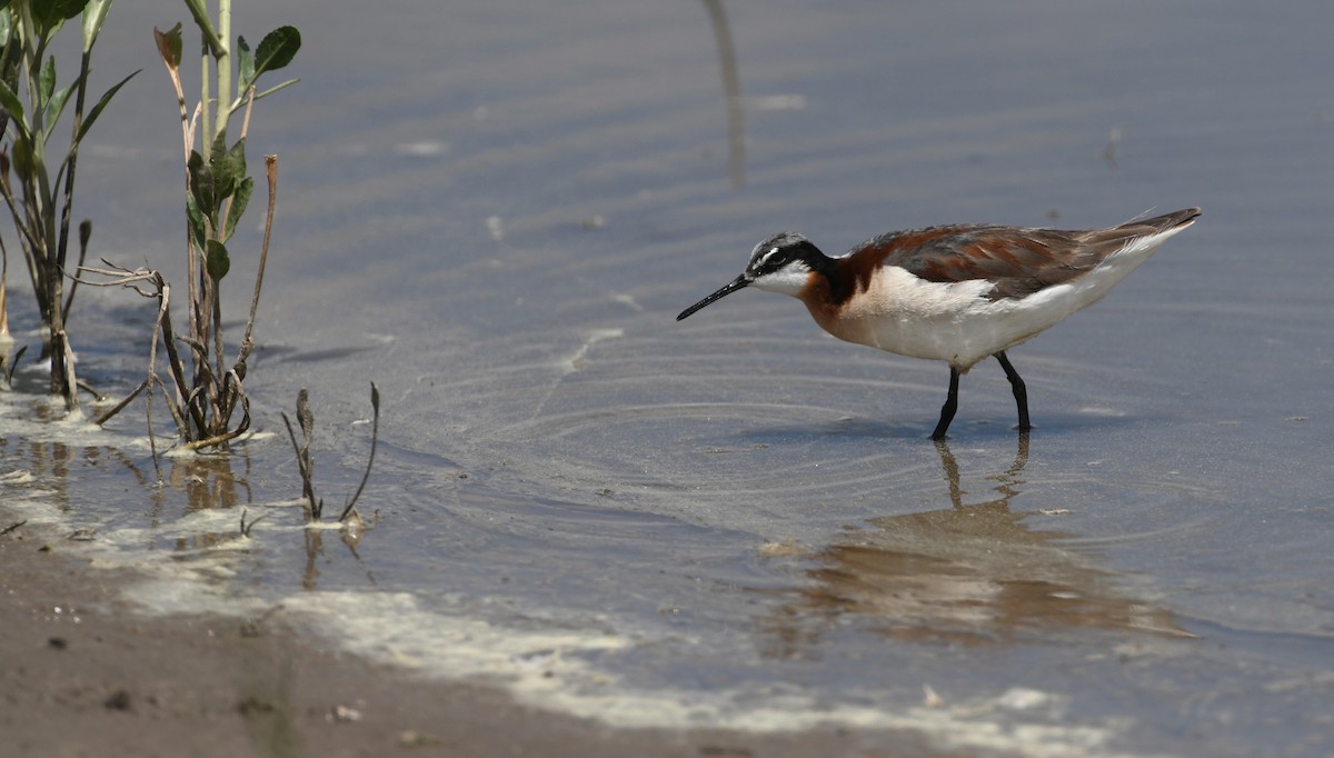 Wilson's Phalarope - ML645974334
