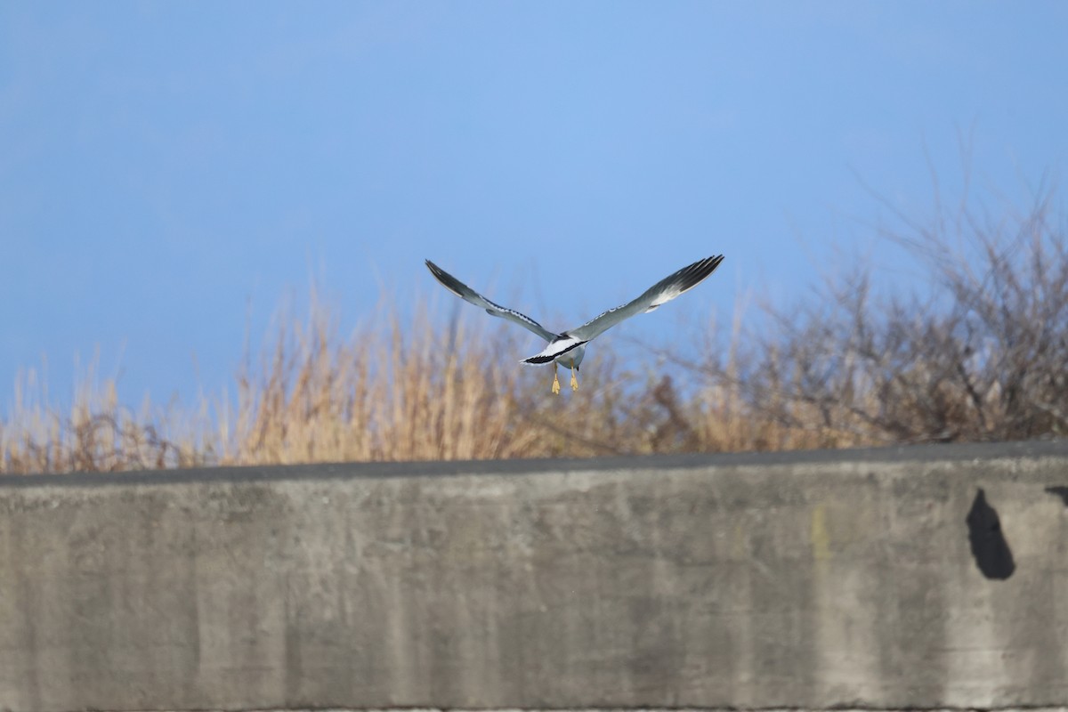 Black-tailed Gull - ML645974352
